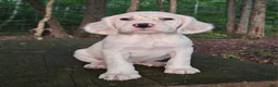 English Setter dogs for sale: Oliver - Ad 5