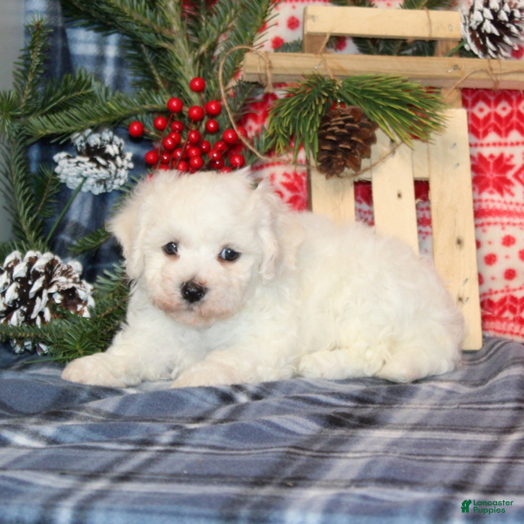 Bichon Frise dogs for sale: Isabella - Ad 2