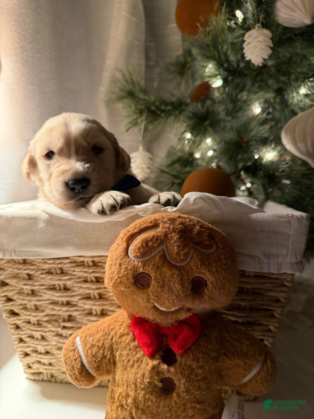 Golden Retriever dogs for sale: Luka  - Ad 2