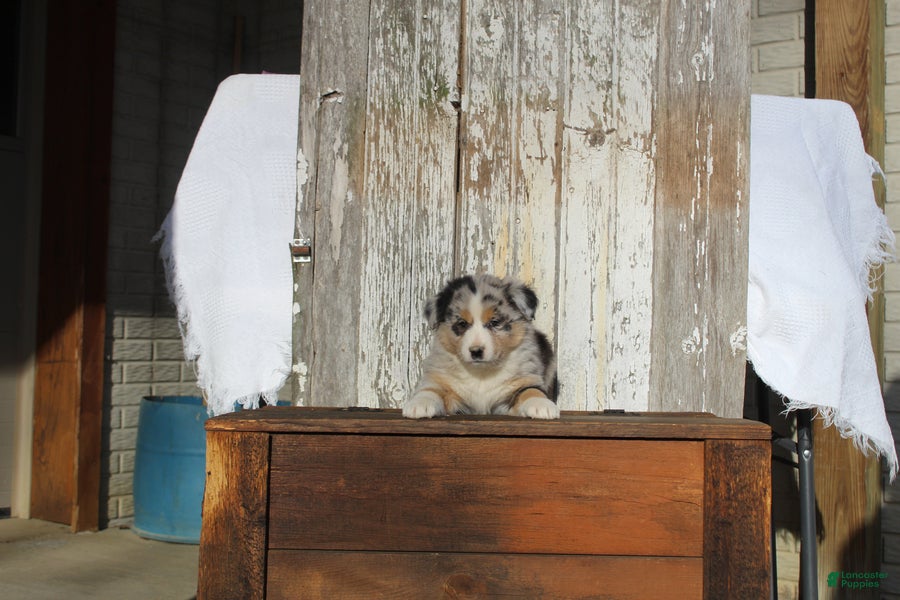 Australian Cattle Dog dogs Teddy - Ad 2