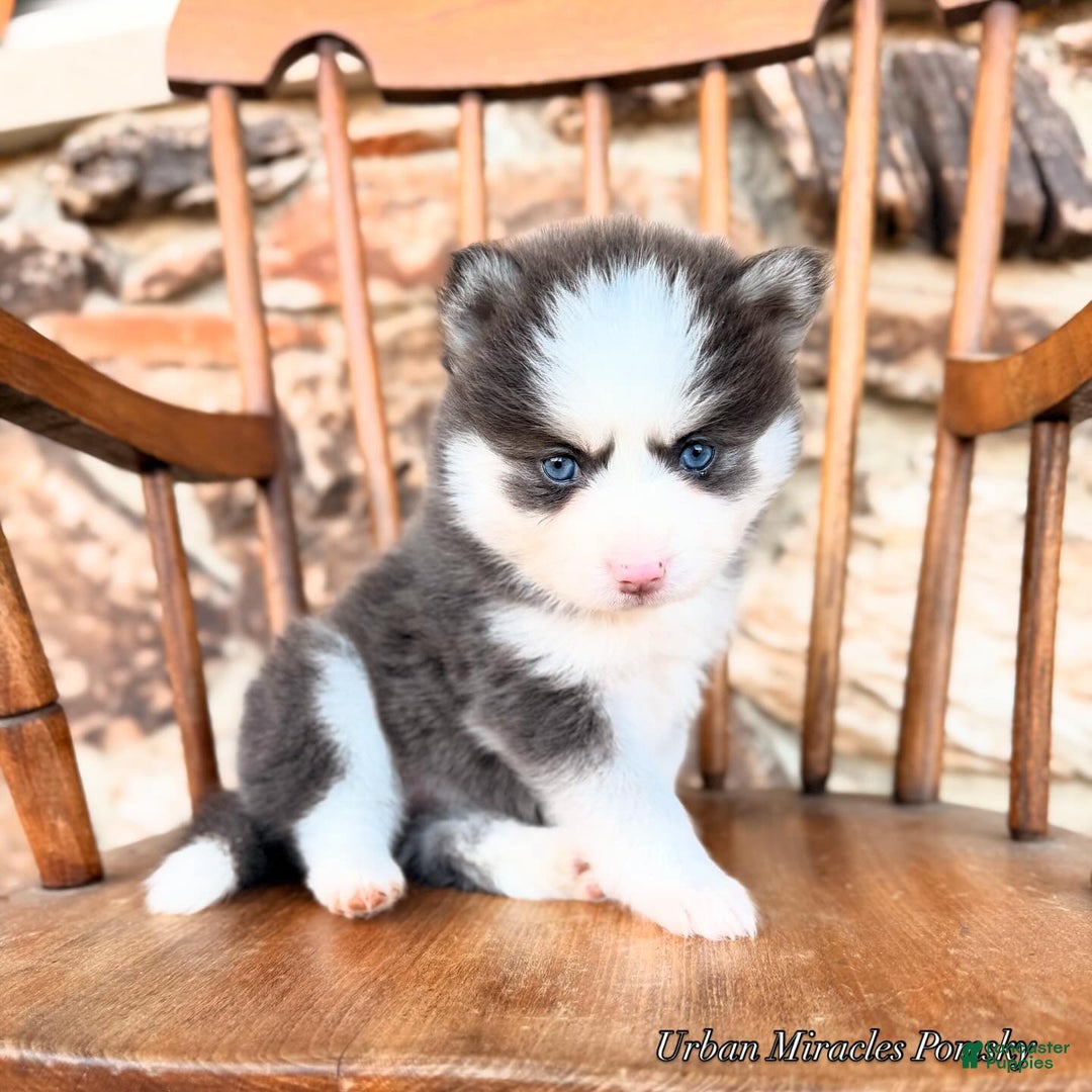 Pomsky dogs for sale: Zara - Ad 2