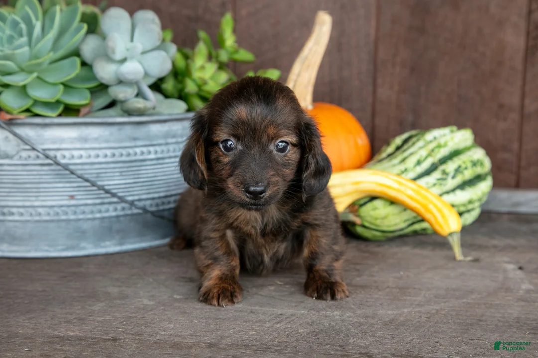 Miniature Dachshund dogs for sale: Zack - Ad 3