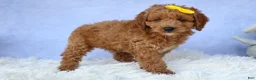 Cavapoo dogs for sale: TITUS - Ad 13