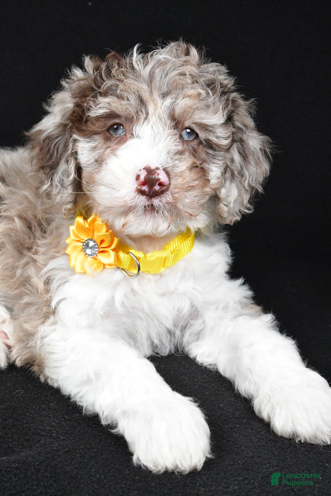Sheepadoodle dogs for sale: Candy - Ad 3