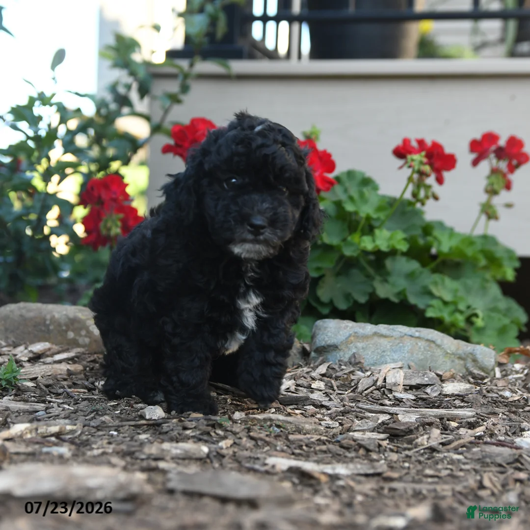Havapoo dogs for sale: Shawn - Ad 3
