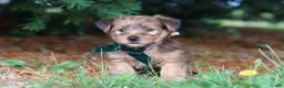 Morkie dogs for sale: Archie - Ad 4