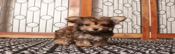 Yorkiepoo dogs for sale: Jelly Precious Tea Cup Yorkie Poo - Ad 3