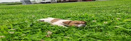 Jack Russell Terrier dogs for sale: Samantha - Ad 3
