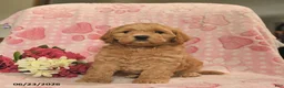 Cockapoo dogs for sale: Josette  - Ad 3