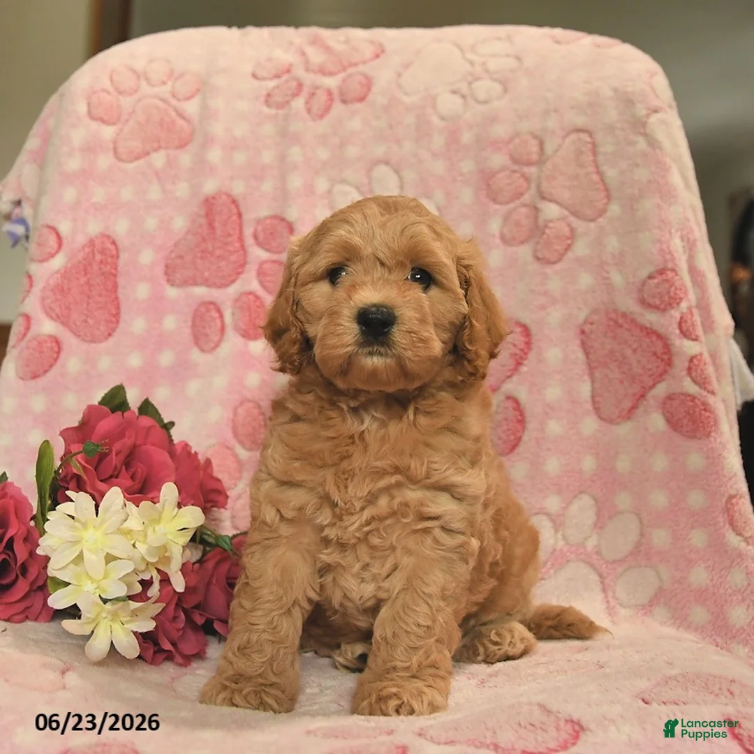 Cockapoo dogs for sale: Josette  - Ad 3
