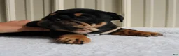 English Bulldog dogs for sale: Buddy  - Ad 10