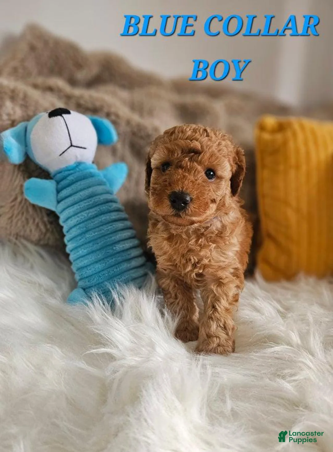 Toy Poodle dogs for sale: Toy Poodle Puppy 3 - Ad 1