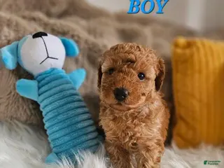 Toy Poodle dogs for sale: Toy Poodle Puppy 3 - Ad 4