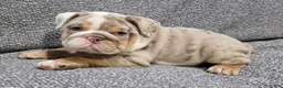 English Bulldog dogs for sale: Brewster - Ad 2