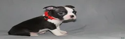 Boston Terrier dogs for sale: Levi - Ad 4