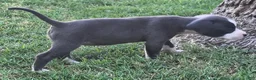 American Pit Bull Terrier dogs for sale: Bingo - Ad 3