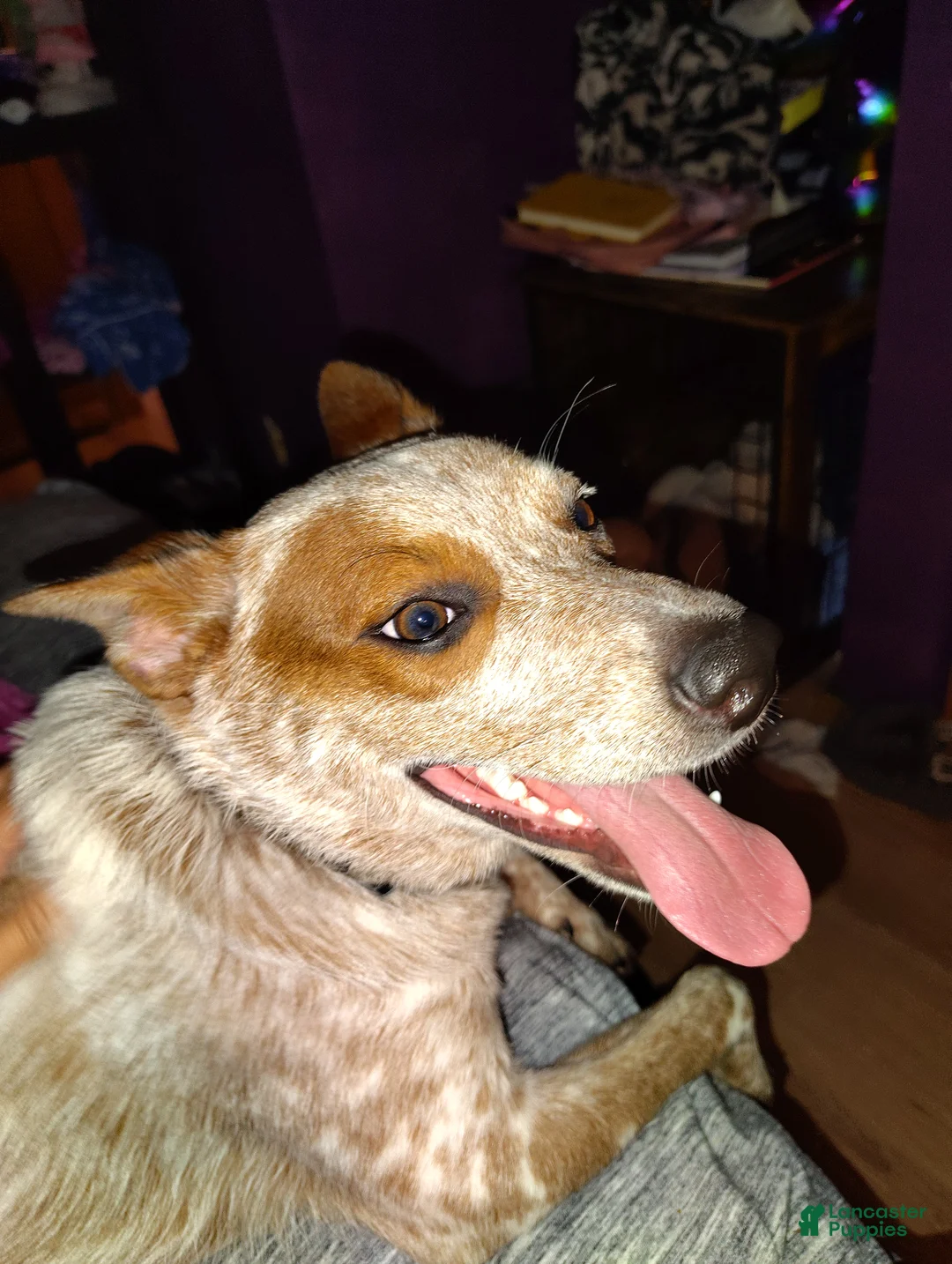Australian Cattle Dog dogs for stud: STUD SERVICE $500 - Ad 13