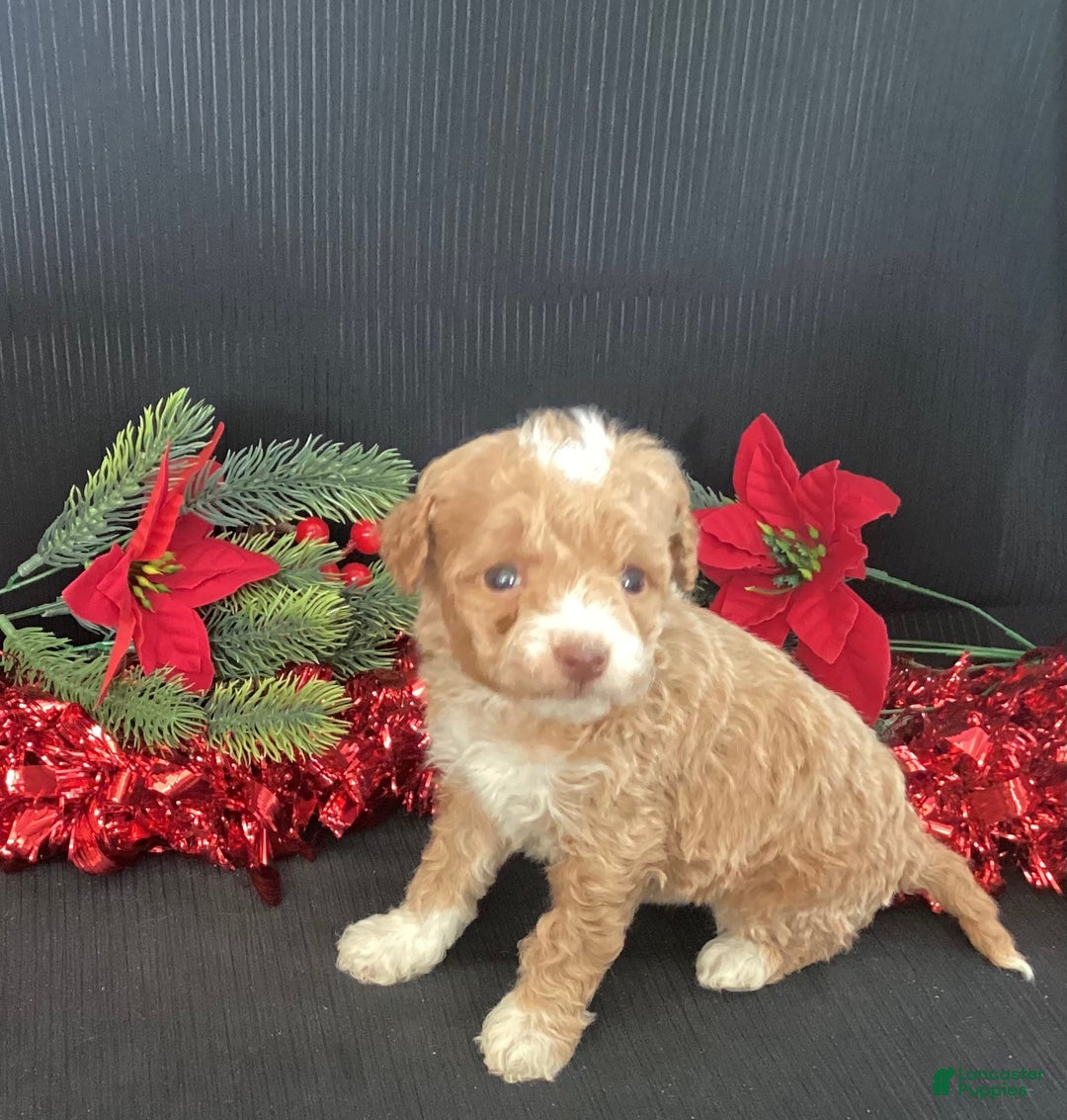 Mini Goldendoodle dogs for sale: Willo - Ad 1