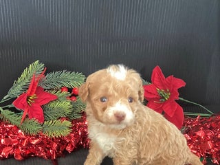 Mini Goldendoodle dogs Willo - Ad 5