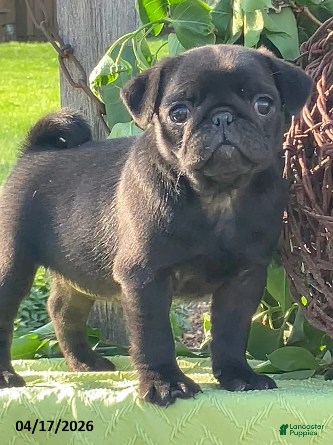 Pug dogs for sale: Lily - Ad 1