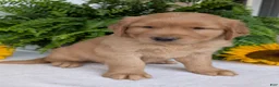 Golden Retriever dogs for sale: Parker  - Ad 12