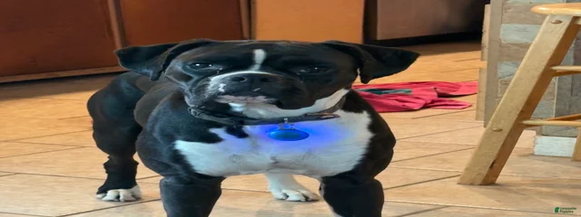 Onyx coal
