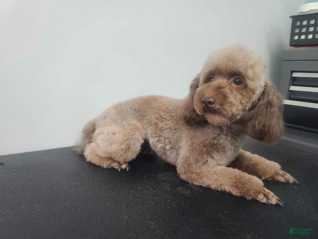 Toy Poodle dogs for sale: Toy Poodle Puppy 2 - Ad 5