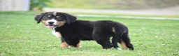 Bernese Mountain Dog dogs for sale: Trevor - Ad 11