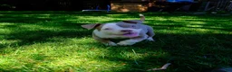 American Bully dogs for sale: Luck  - Ad 8