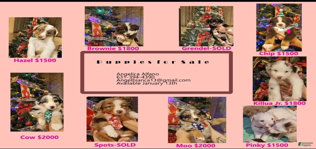 Gallery Image {{count}}