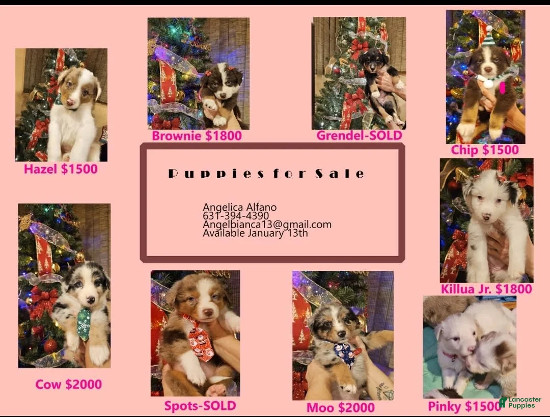 Gallery Image {{count}}