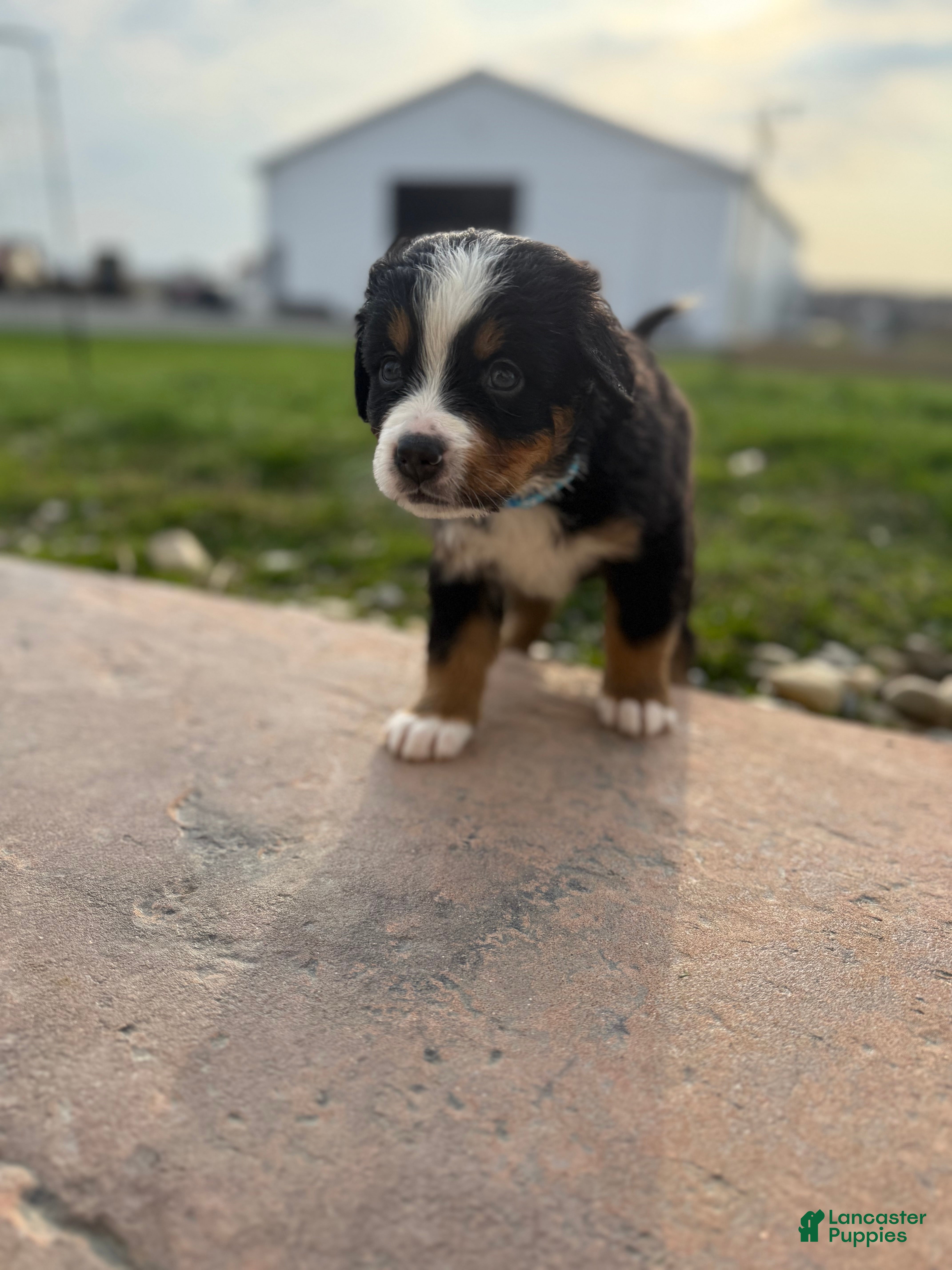 Bernese Mountain Dog dogs Deb - Ad 7