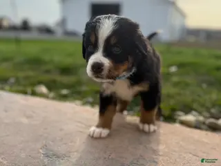 Bernese Mountain Dog dogs Deb - Ad 7