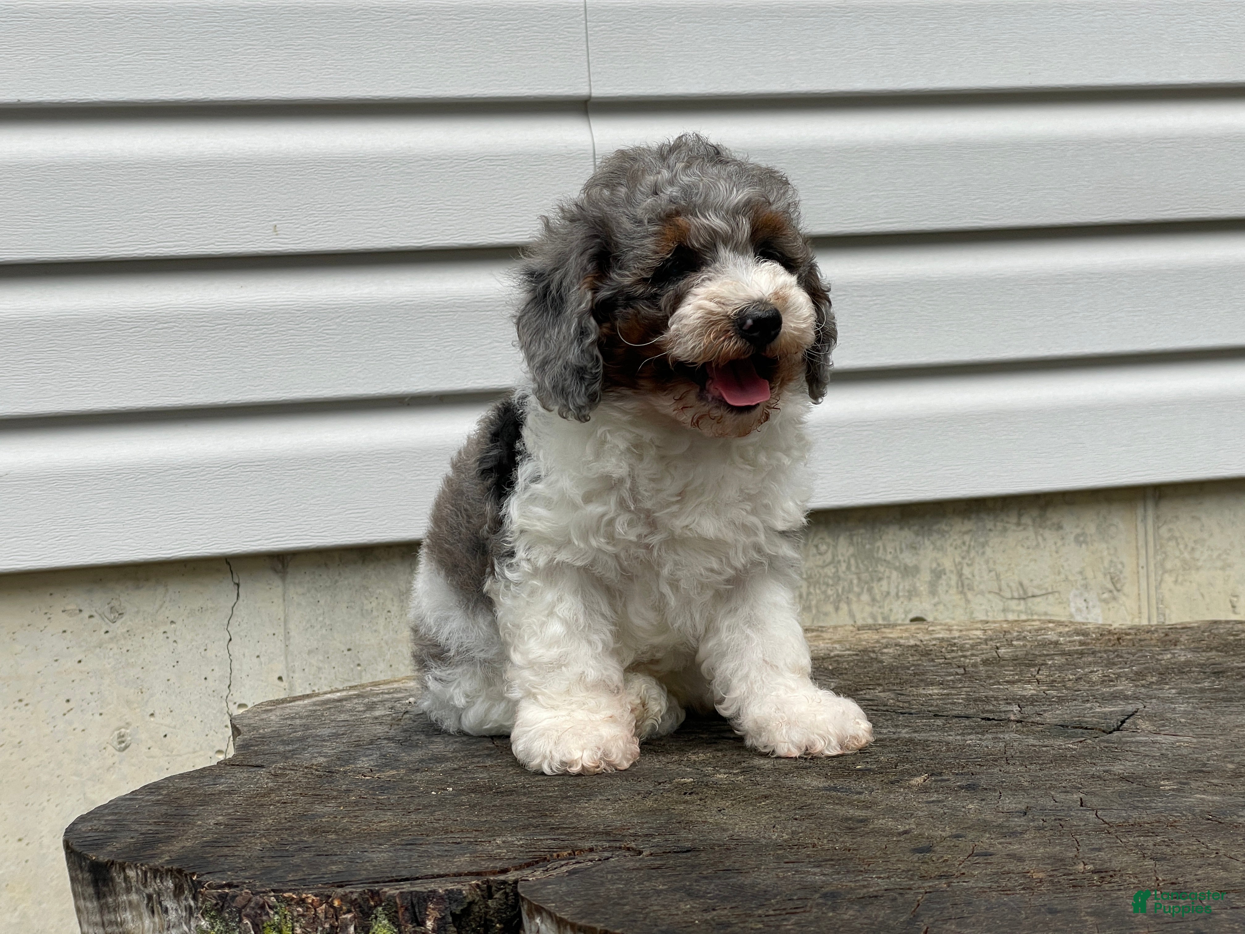 Miniature Poodle dogs Denzel Miniature Poodle  - Ad 1