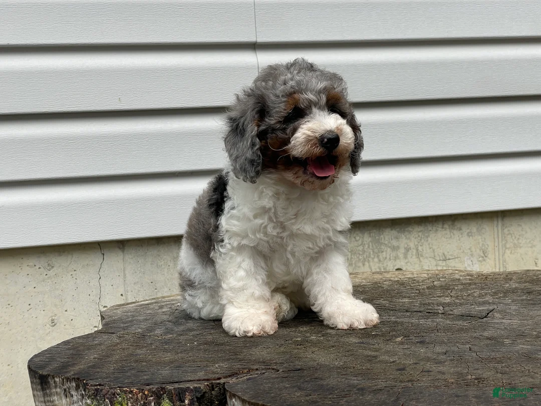 Miniature Poodle dogs for sale: Denzel Miniature Poodle  - Ad 1
