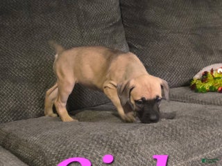 Cane Corso dogs Cane Corso Puppy 10 - Ad 38