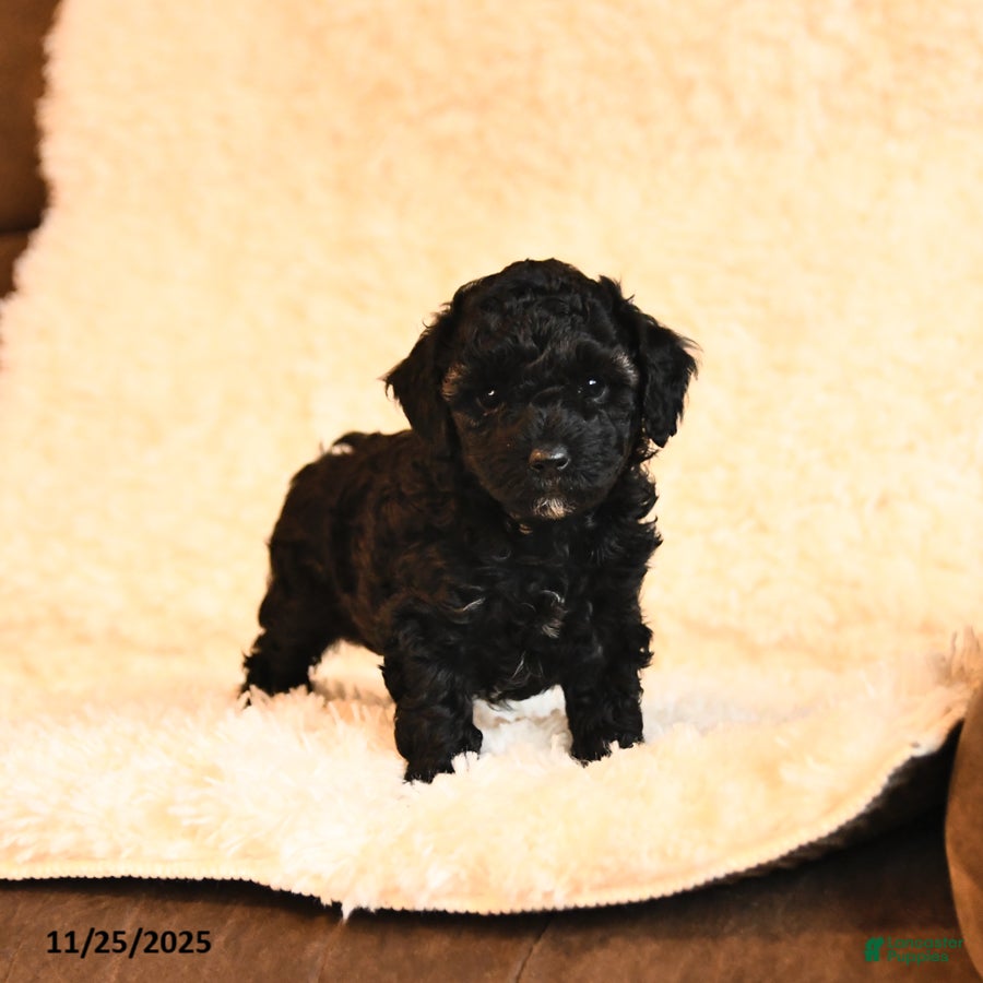 Toy Poodle dogs Baxter - Ad 23