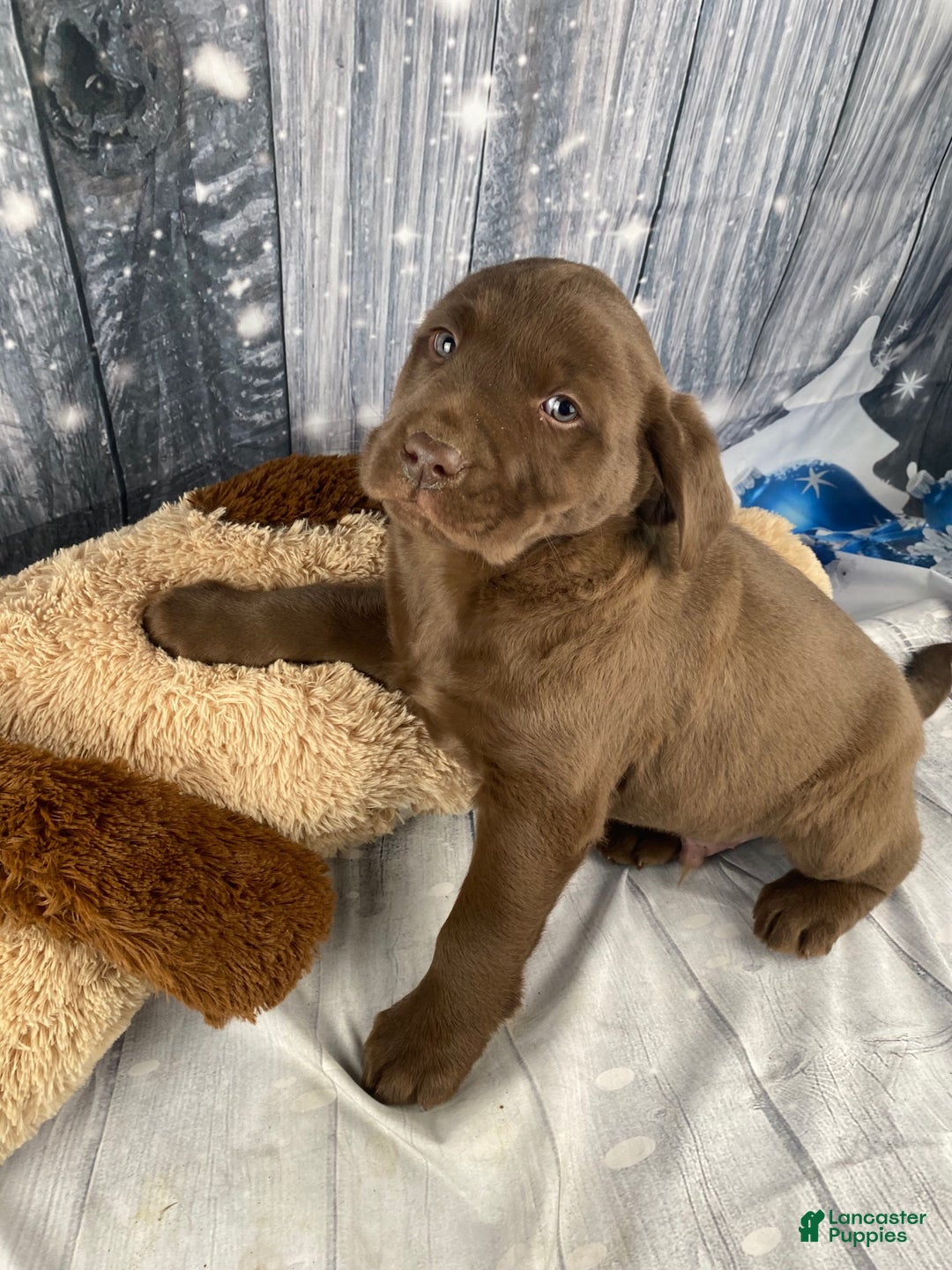 Labrador Retriever dogs for sale: Ava - Ad 2