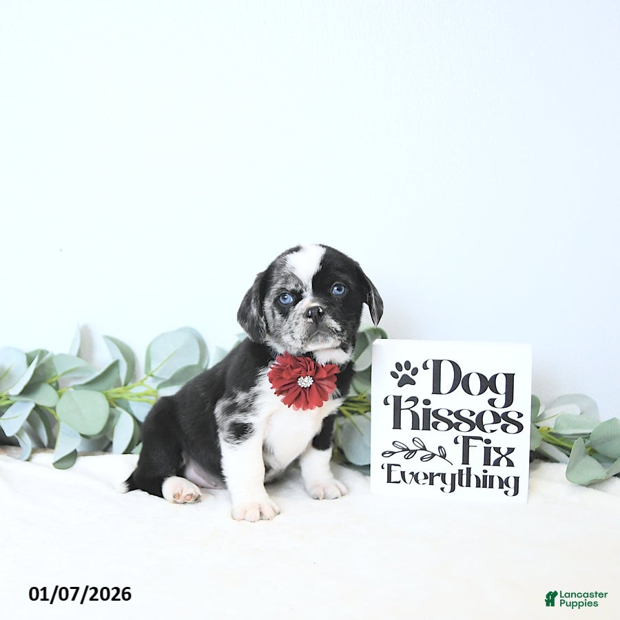 Puggle dogs Ginny - Ad 29