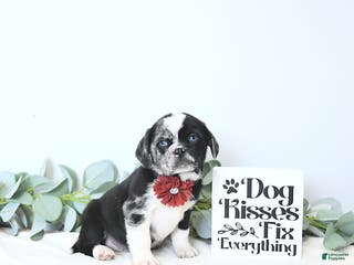 Puggle dogs Ginny - Ad 33