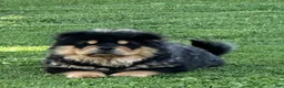 Chow Chow dogs for sale: Teddy  - Ad 7