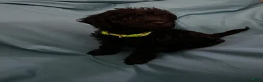 Elias