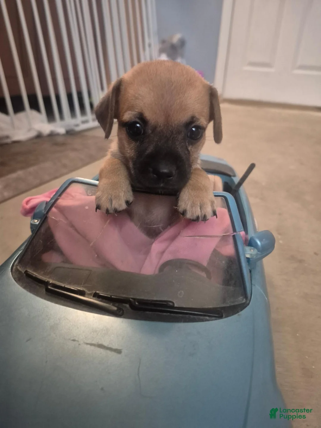 Chiweenie dogs for sale: Chiweenie 2 - Ad 4