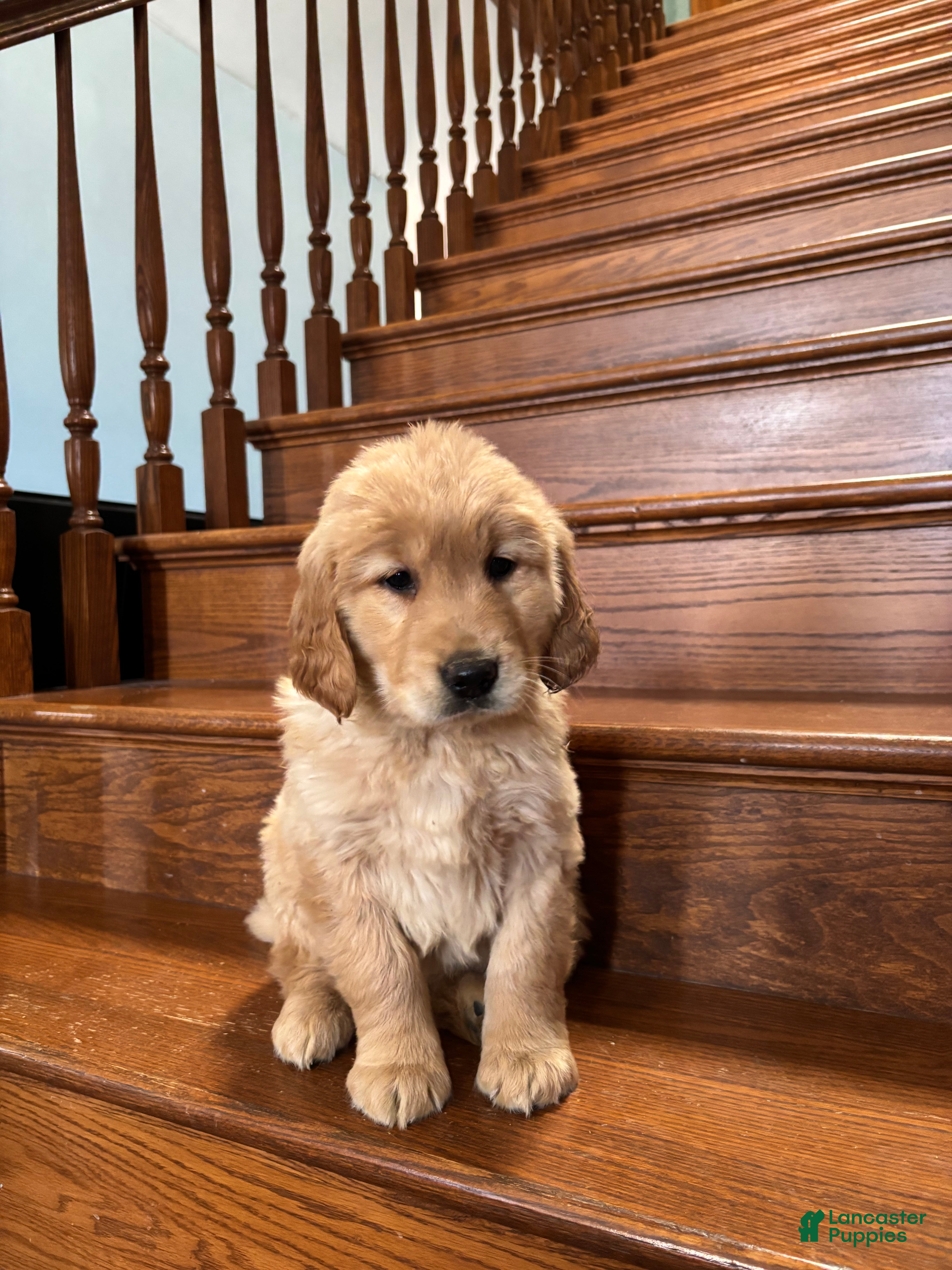 Golden Retriever dogs Yellow  - Ad 4