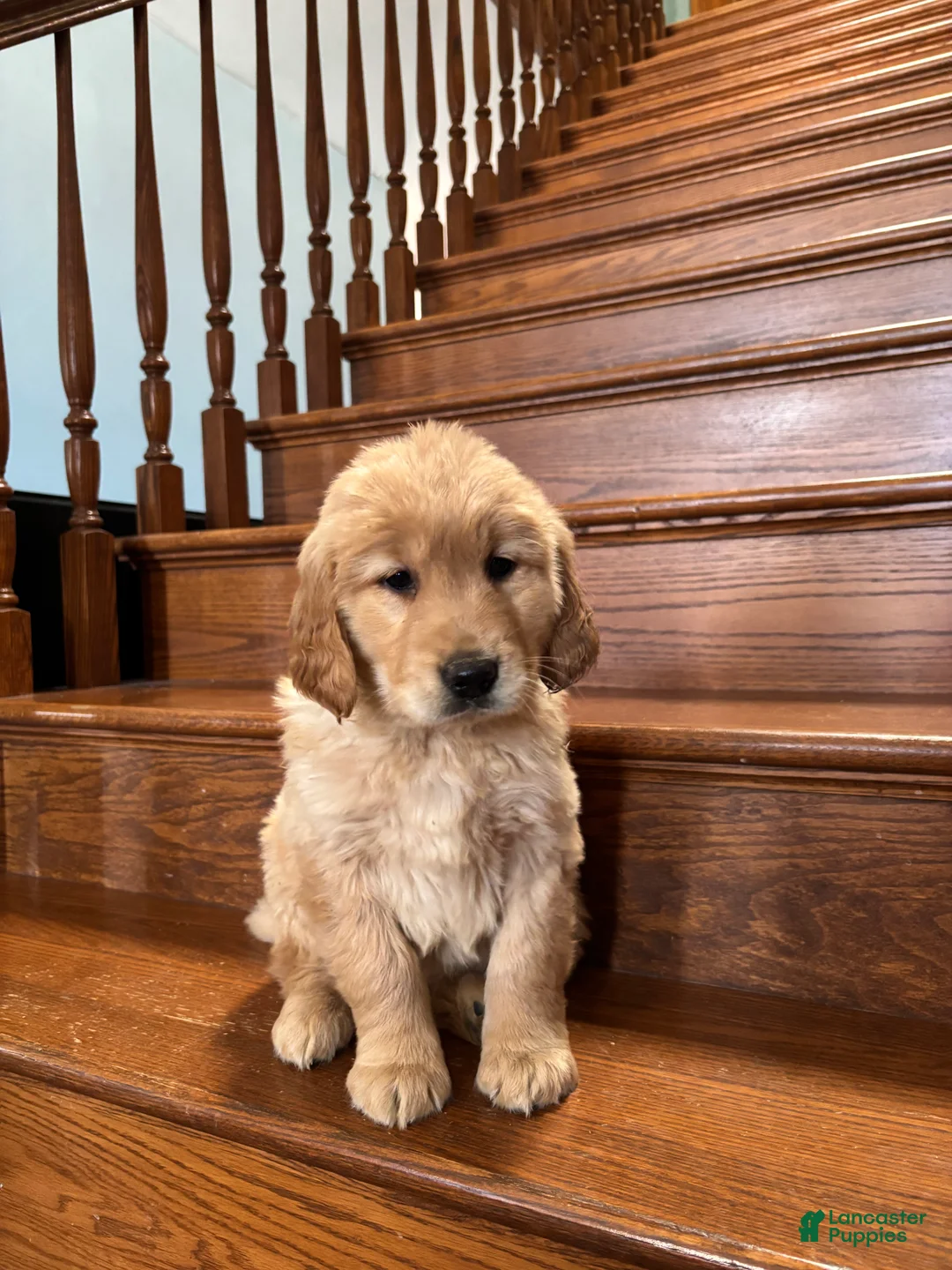 Golden Retriever dogs for sale: Yellow  - Ad 1