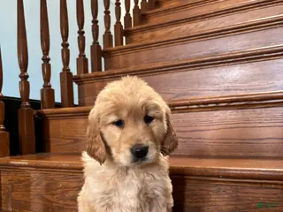 Golden Retriever dogs Yellow - Ad 4