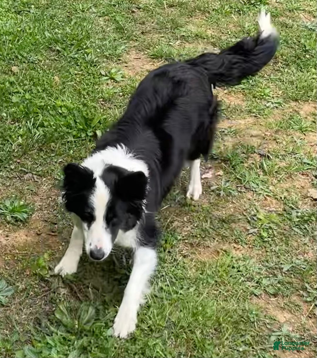 Mixed Breed dogs for sale: B&W - Ad 2