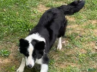 Mixed Breed dogs Mocha - Ad 14