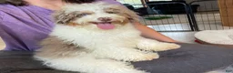 Cavapoo dogs for sale: Lewis - Ad 1