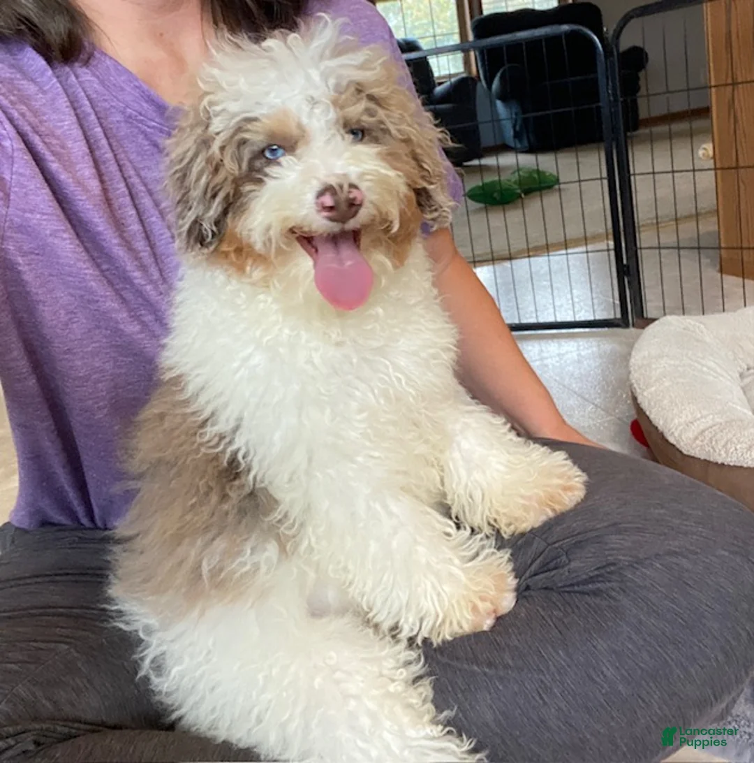 Cavapoo dogs for sale: Lewis - Ad 1